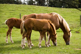 Ferme Beck 2010