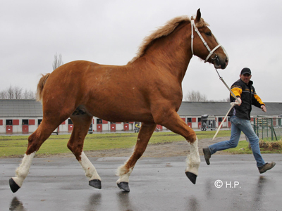 BW Intriges Prince