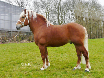 Fideel