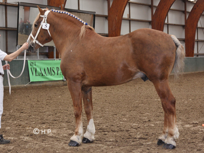BW Intriges Prince