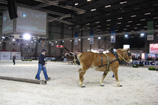 'Stal Talpe' tijden Agriflanders Gent van 8 tot 11 januari 2009