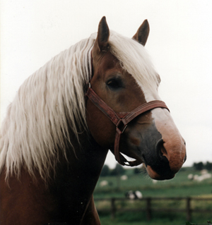 Duke, het eerste Vlaams Paard terug in België