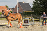 Hengstenkeuring 2015