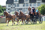 Hengstenkeuring 2015