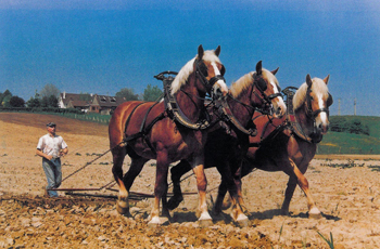 Vlaamse Paarden worden gebruikt in de landbouw
