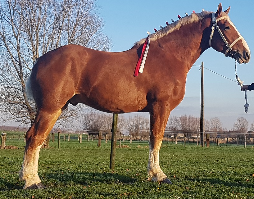 Claire doneren Voorgevoel Het Vlaams Paard vzw - Te Koop