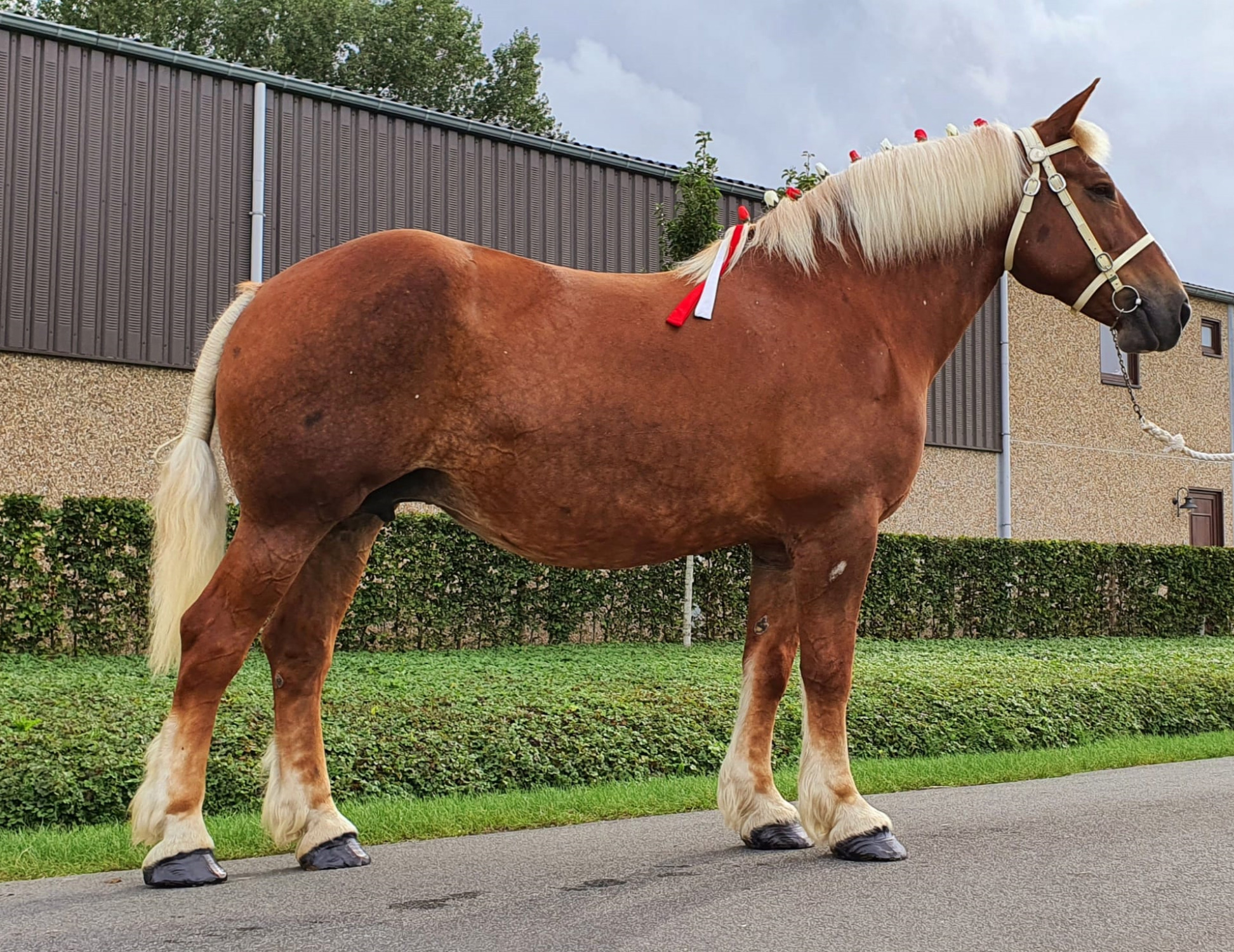 Claire doneren Voorgevoel Het Vlaams Paard vzw - Te Koop
