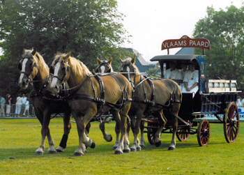 Vierspan met Vlaamse Paarden