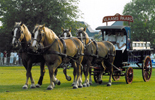 Vierspan met Vlaamse Paarden