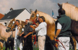 Evenement met Vlaamse Paarden