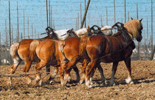4 Span Vlaamse Paarden gebruikt in de landbouw