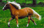 Vlaams Paard in de natuur